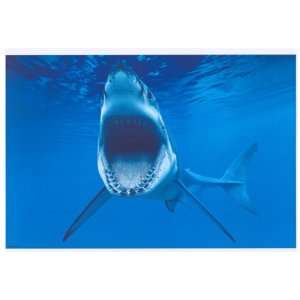  Great White Shark   Photography Poster   24 x 36