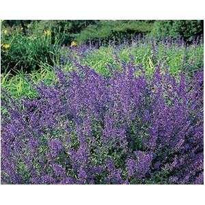  Walkers Low Catmint Perennial   Nepeta faassenii Patio 