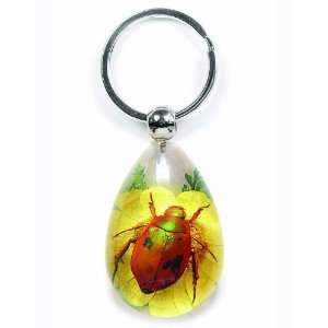   Insect & Flower Key chain Red legged Rutelian Beetle: Everything Else