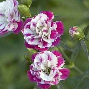  Pink Heaven Dianthus Seed Pack Patio, Lawn & Garden