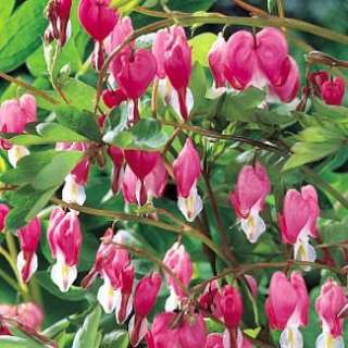 Old Fashioned Bleeding Hearts   Dicentra spectabilis   Potted  