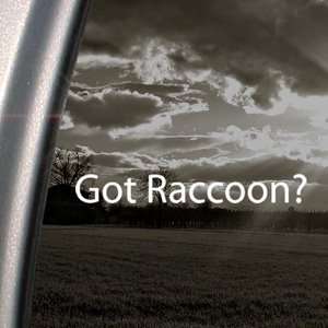  Got Raccoon? Decal Pet Animal Domesticated Car Sticker 