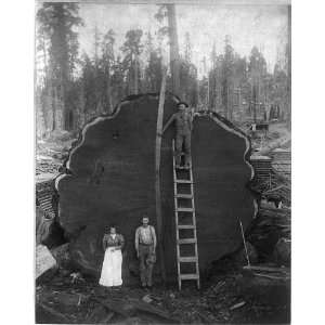  20ft saw blade,Gigantic Log,Camp Badger,Tulare Co,CA: Home 