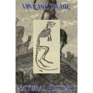15cm x 10cm) Art Card Greetings Card Vintage Natural History 