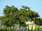 Mimosa Tree, Silk Tree, Albizia Julibrissin SHIPS FREE  