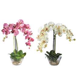 Phalaenopsis Silk Flower Arrangement with Glass Vase  Overstock