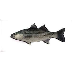  (2x5) Striped Bass Fish Magnet