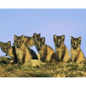   , Group of Curious Young Foxes, 8 x 10 Poster Print