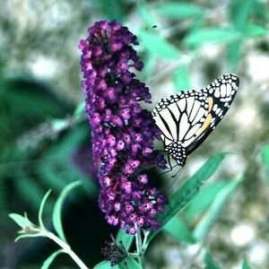  BUTTERFLY BUSH BLACK KNIGHT / 5 gallon Potted Patio 