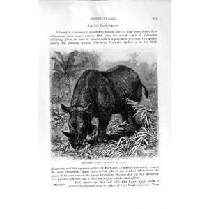    NATURAL HISTORY 1894 HEAD COMMON AFRICAN RHINOCEROS