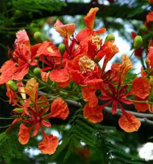 Delonix regia   flame tree, flamboyant   5 seeds  