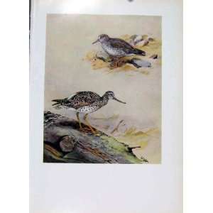    Grey Rumped Sandpiper Greater Yellowlegs Bird Print
