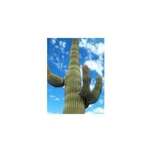  *WORLDS GIANT CACTUS* 5 SEEDS*Giant*RARE*TALL #1124 Patio 