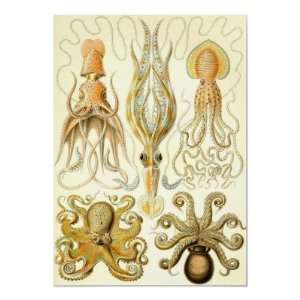  Ernst Haeckel   Gamochonia Posters