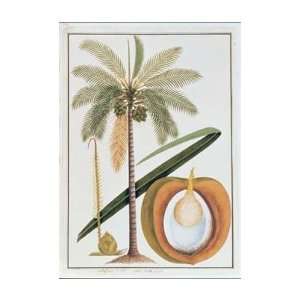 Cocoa Nut Tree Poster Print 