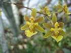 BRSM MARK REHFIELD ~DRAGON WINGS~ ONCIDIUM Orchid Plant  