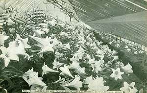 Minneapolis,MN. Easter Lilies in Donaldsons Green House 1909  