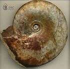 zoic fossil ammonite timor meekoceras sp 