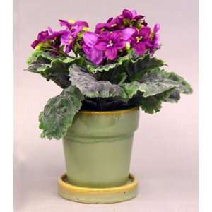  Violet in Decorative Pot   8.5   Violet Color