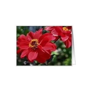  Red Dahlia Flower Photo Blank Note Card Card: Health 