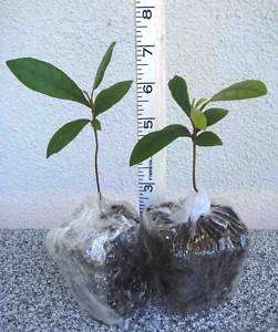MIRACLE FRUIT Plant Bonsai synsepalum dulcificum Tree  