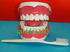 Giant tooth teeth hygiene dental model w toothbrush New  