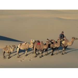 Camel Caravan, Dunes De Khongoryn Els, Gobi National Park, Gobi Desert 