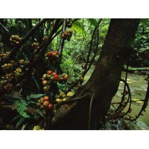 Fig Trees (Ficus Minahassae) Grow Along a Stream in a Rain Forest 