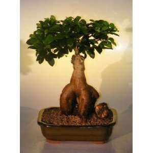 Bonsai Boys Ginseng Ficus Bonsai Tree Grocery & Gourmet Food