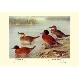    Vintage Art Maccoa and Blue Billed Ducks   08679 3