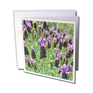  Patricia Sanders Flowers   field of lavender flowers 