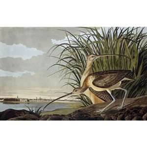 Male and Female Long Billed Curlew by John James Audubon 30.00X19.13 