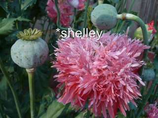 Pink Fringe Pom Pom Papaver Somniferum Poppy Seeds  