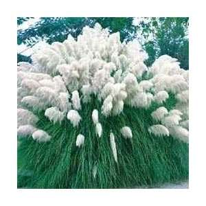  White Pampas Grass Seeds Not Plants Patio, Lawn & Garden