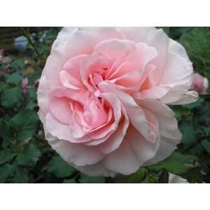  Bridal Pink Rose Seeds Packet: Patio, Lawn & Garden